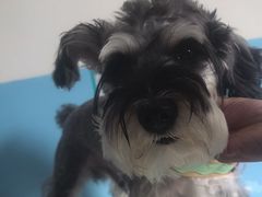 -瑞派福兴宠物医院犬猫全科·骨科·中西医结合(河东店)