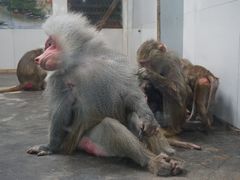 -西安秦岭野生动物园