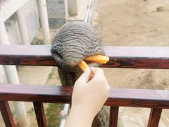 -西霞口神雕山野生动物世界