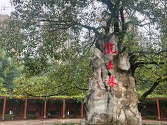 -龙头寺公园