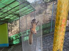 -西霞口神雕山野生动物世界