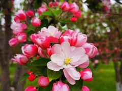 -莲花池公园