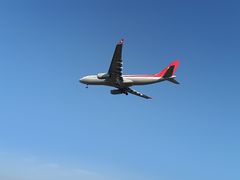 -空港花田景区