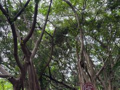 -华侨城湿地公园