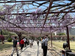 -嘉定紫藤园