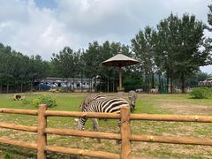 -大连森林动物园