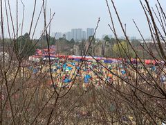 -秀丽东方