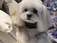 -FAELING PETS美天灵宠物(富力广场店)