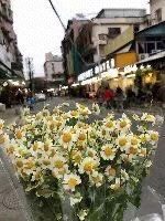 -溪岸路花鸟市场