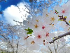 -顾村公园