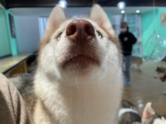 -Husky Go! 哈士奇体验馆·宠物咖啡厅狗咖