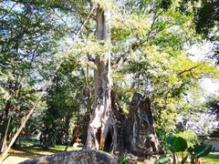 -瑞丽独树成林风景区