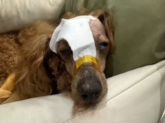 -北京派仕佳德动物医院·超导核磁·CT·神经科·骨科·内外科·急重症管理中心