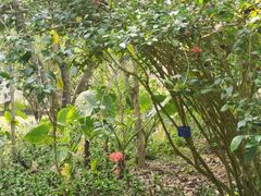 -中国科学院西双版纳热带植物园