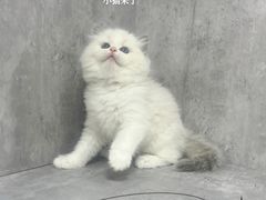 -小猫来了·猫舍(红山六九七九店)
