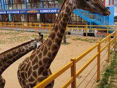 -西霞口神雕山野生动物世界