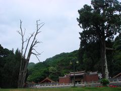 生死柏-灵光寺