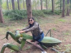 -黄海国家森林公园