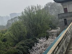 -武汉大学-樱园