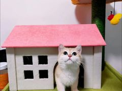 -Bastet sally猫舍购宠(静安店)