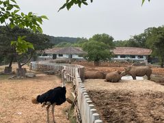 -沈阳森林动物园