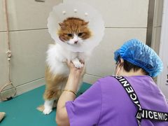 -北京观赏动物医院·24小时大型综合·猫专科·异宠专科