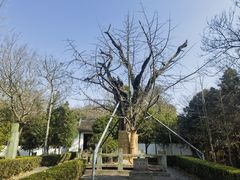 -上海佘山国家森林公园天马山园