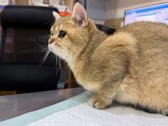 -瑞派名望24h动物医院异宠专科·猫专科·骨科·重症监护分院