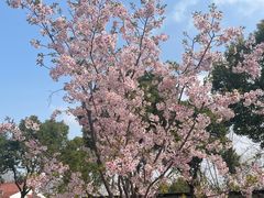 -顾村公园