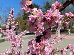 -海棠花溪(元大都城垣遗址公园)
