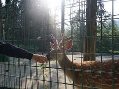 -武陵山森林公园