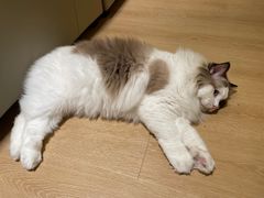 -猫腻·猫咖·撸猫馆(星光大道店)