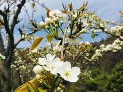 -苏州上方山国家森林公园