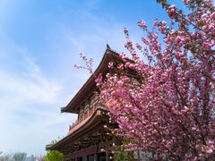 -西安青龙寺遗址景区