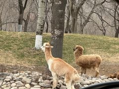 -北京野生动物园