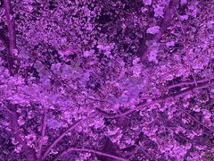 -西北湖绿化广场