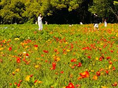 -上海共青森林公园