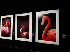 -罗红摄影艺术馆