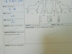 -瑞鹏宠物医院·爱宠堂·骨外专科(西荷分院)
