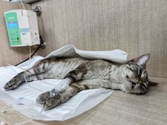 -北京观赏动物医院·24小时大型综合·猫专科·异宠专科