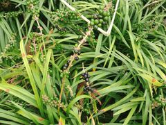 景点-上海长兴岛郊野公园