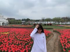 -杭州湾海上花田景区