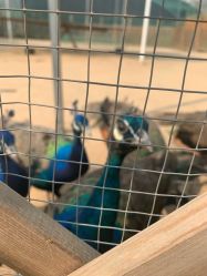 -萌宠亲子动物乐园(槐房万达店)