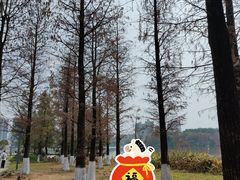 -飞来湖湿地公园