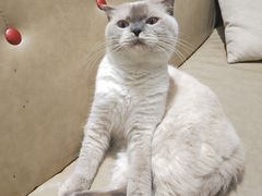 -藏猫猫咖啡主题馆(中央大道店)