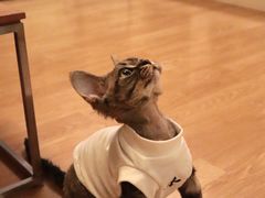 -momokira米努特·德文卷毛猫·棉花面纱犬