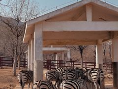 -石家庄市动物园