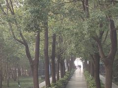 -溱湖国家湿地公园