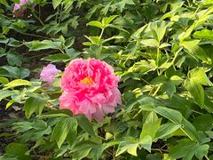 -洛阳郁金香牡丹园