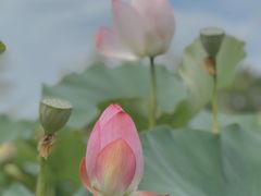 -嘉北郊野公园